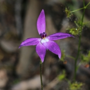 Glossodia major at Chiltern, VIC - suppressed