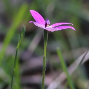 Glossodia major at Chiltern, VIC - suppressed