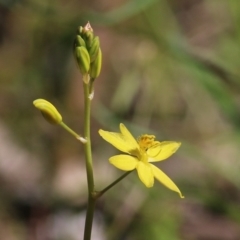Bulbine bulbosa (Golden Lily) at Chiltern, VIC - 25 Sep 2021 by Kyliegw