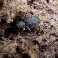 Cubicorhynchus sp. (genus) (Ground weevil) at QPRC LGA - 21 Sep 2021 by Paul4K