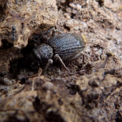 Cubicorhynchus sp. (genus) (Ground weevil) at QPRC LGA - 21 Sep 2021 by Paul4K