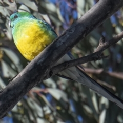 Psephotus haematonotus (Red-rumped Parrot) at Googong, NSW - 18 Sep 2021 by WHall