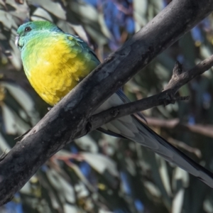 Psephotus haematonotus at Googong, NSW - 18 Sep 2021 05:36 PM