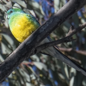 Psephotus haematonotus at Googong, NSW - 18 Sep 2021