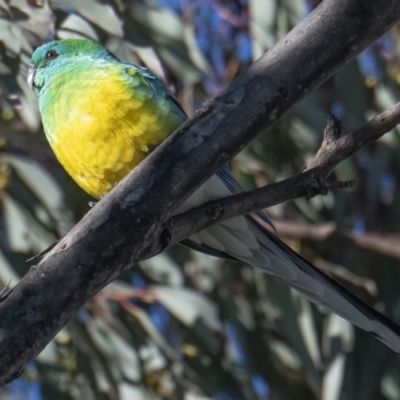 Psephotus haematonotus (Red-rumped Parrot) at Googong, NSW - 18 Sep 2021 by WHall