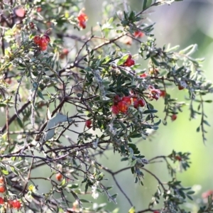 Grevillea alpina at Chiltern, VIC - 25 Sep 2021