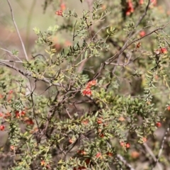 Grevillea alpina at Chiltern, VIC - 25 Sep 2021