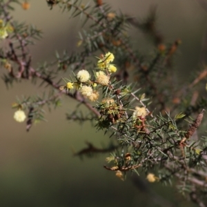 Acacia ulicifolia at Chiltern, VIC - 25 Sep 2021