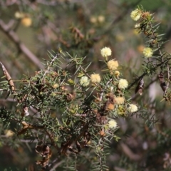 Acacia ulicifolia at Chiltern, VIC - 25 Sep 2021