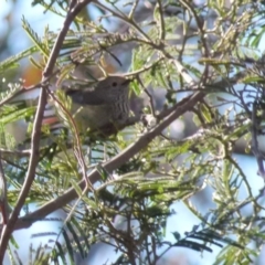 Acanthiza pusilla (Brown Thornbill) at Boro, NSW - 22 Sep 2021 by Paul4K