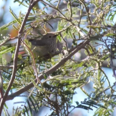 Acanthiza pusilla (Brown Thornbill) at Boro, NSW - 22 Sep 2021 by Paul4K