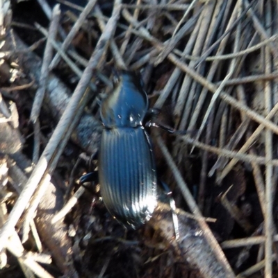 Pterostichini (tribe) (A Carabid beetle) at QPRC LGA - 22 Sep 2021 by Paul4K