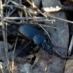 Pterostichini (tribe) at Boro, NSW - suppressed