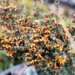Dillwynia phylicoides (TBC) at Chiltern, VIC - 24 Sep 2021 by KylieWaldon