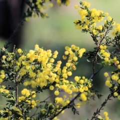 Acacia paradoxa (Kangaroo Thorn) at Chiltern-Mt Pilot National Park - 24 Sep 2021 by KylieWaldon