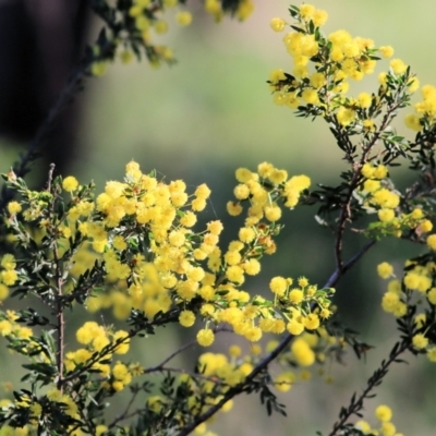 Acacia paradoxa (Kangaroo Thorn) at Chiltern, VIC - 24 Sep 2021 by Kyliegw