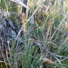 Plantago varia (Native Plaintain) at Boro - 22 Sep 2021 by Paul4K