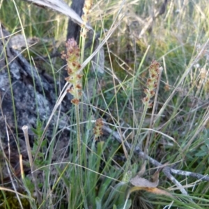 Plantago varia at Boro, NSW - 22 Sep 2021