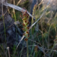 Plantago varia at Boro, NSW - 22 Sep 2021