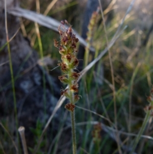 Plantago varia at Boro, NSW - 22 Sep 2021