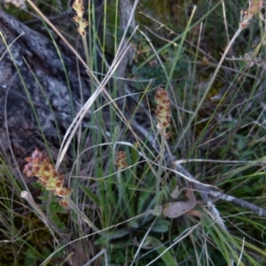 Plantago varia at Boro, NSW - 22 Sep 2021