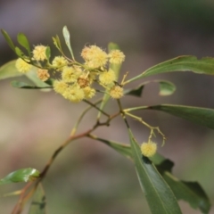 Acacia pycnantha (Golden Wattle) at Chiltern, VIC - 24 Sep 2021 by Kyliegw