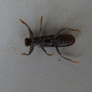 Eunatalis sp. (Genus) at Boro, NSW - suppressed