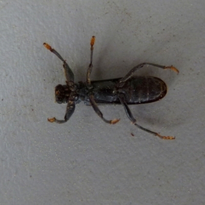 Eunatalis sp. (Genus) (A Clerid Beetle) at QPRC LGA - 22 Sep 2021 by Paul4K
