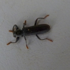 Eunatalis sp. (Genus) at Boro, NSW - 23 Sep 2021