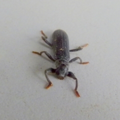 Eunatalis sp. (Genus) at Boro, NSW - suppressed