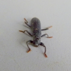 Eunatalis sp. (Genus) at Boro, NSW - 23 Sep 2021