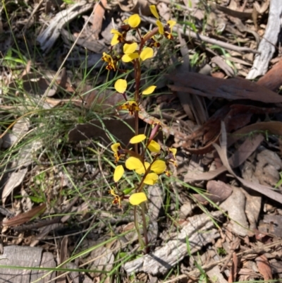 Diuris pardina (Leopard Doubletail) at Hall, ACT - 25 Sep 2021 by Rosie