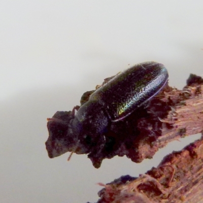 Titaena sp. (genus) (A darkling beetle) at QPRC LGA - 22 Sep 2021 by Paul4K