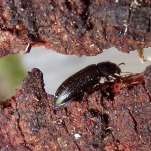 Titaena sp. (genus) at suppressed - 23 Sep 2021