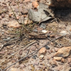 Coryphistes ruricola (Bark-mimicking Grasshopper) at QPRC LGA - 25 Sep 2021 by Liam.m