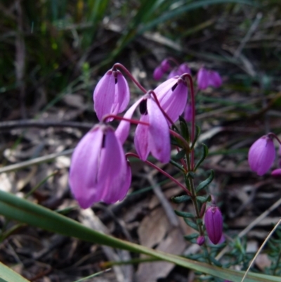 Tetratheca bauerifolia (Heath Pink-bells) at Boro, NSW - 22 Sep 2021 by Paul4K
