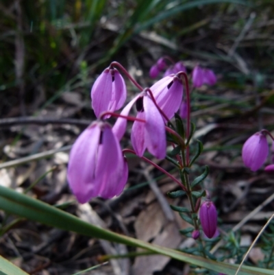 Tetratheca bauerifolia (Heath Pink-bells) at Boro, NSW - 23 Sep 2021 by Paul4K