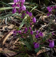 Tetratheca bauerifolia at Boro, NSW - 23 Sep 2021