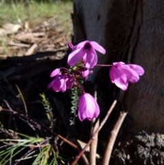 Tetratheca bauerifolia at Boro, NSW - 23 Sep 2021