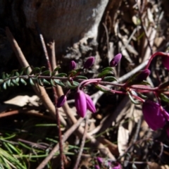 Tetratheca bauerifolia at Boro, NSW - suppressed