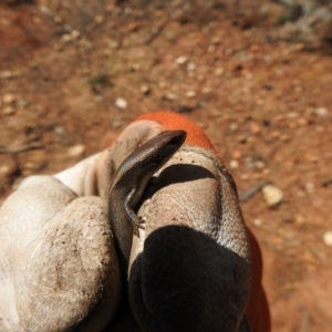 Lampropholis delicata at Carwoola, NSW - suppressed