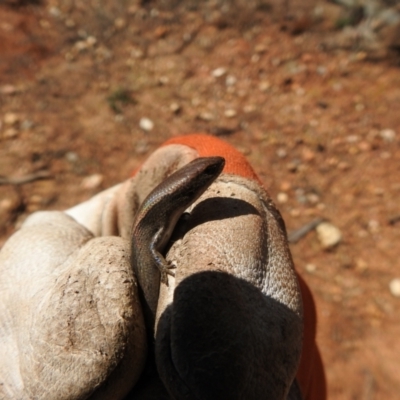 Lampropholis delicata (Delicate Skink) at Carwoola, NSW - 25 Sep 2021 by Liam.m