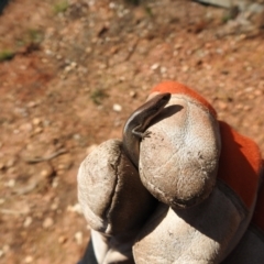 Lampropholis delicata at Carwoola, NSW - 25 Sep 2021