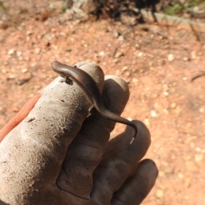 Lampropholis delicata at Carwoola, NSW - suppressed