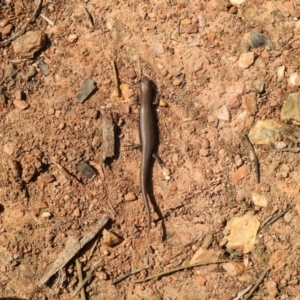 Lampropholis delicata at Carwoola, NSW - 25 Sep 2021