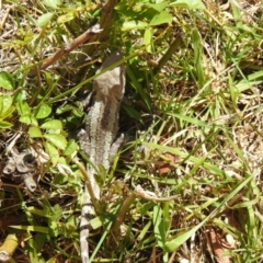 Amphibolurus muricatus (Jacky Lizard) at Carwoola, NSW - 25 Sep 2021 by Liam.m