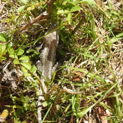 Amphibolurus muricatus (Jacky Lizard) at QPRC LGA - 25 Sep 2021 by Liam.m