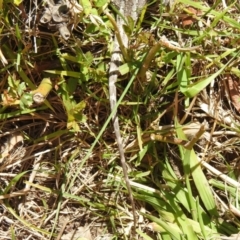 Amphibolurus muricatus at Carwoola, NSW - suppressed