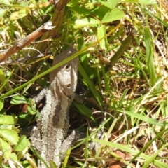 Amphibolurus muricatus at Carwoola, NSW - suppressed