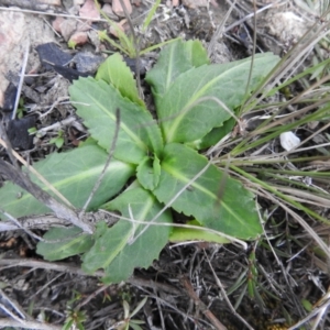 Solenogyne dominii at Carwoola, NSW - 25 Sep 2021